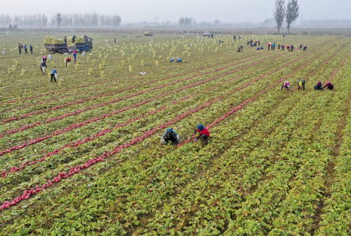 豐南發(fā)展無(wú)公害綠色蔬菜種植促農(nóng)增收 農(nóng)業(yè)種植技術(shù)開(kāi)發(fā)新路徑