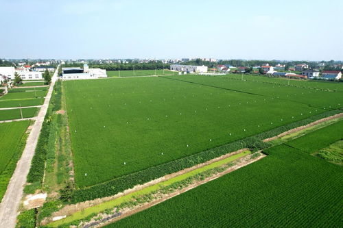 院士牽手優(yōu)質(zhì)品種與栽培良法，助力稻米產(chǎn)業(yè)高質(zhì)量發(fā)展