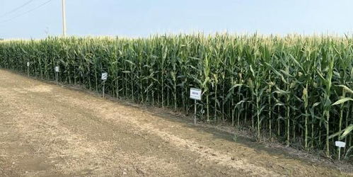 科技賦能，綠色共生 中化農(nóng)業(yè)MAP發(fā)布2024綠色高質(zhì)量發(fā)展報(bào)告，引領(lǐng)農(nóng)業(yè)種植技術(shù)開(kāi)發(fā)新篇章