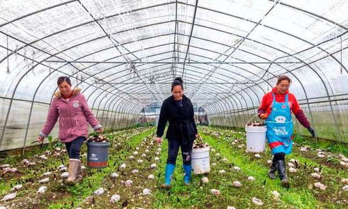 黔西縣羊肚菌種植 技術開發助力農戶增收