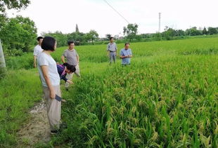 暴力梅雨肆虐愁煞農業種植戶，農技專家分赴田頭指導災后自救與技術開發