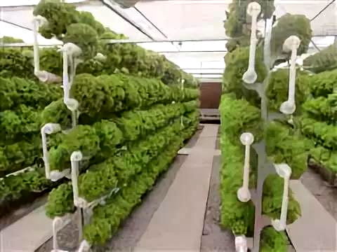 彩虹故鄉(xiāng)，又踏層峰望眼開(kāi) 互助縣經(jīng)濟(jì)社會(huì)發(fā)展紀(jì)實(shí)中的農(nóng)業(yè)種植技術(shù)開(kāi)發(fā)