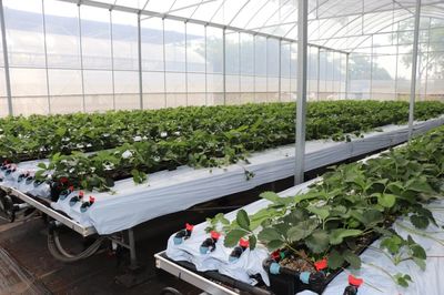 遇見(jiàn)“莓”好！鹽都“田間學(xué)院”助力草莓產(chǎn)業(yè)走向世界