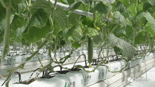 無(wú)土栽培 助力農(nóng)業(yè)產(chǎn)業(yè)科技化發(fā)展