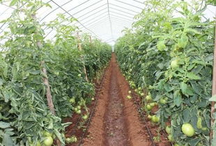 科技賦能，精準(zhǔn)灌溉 蔬菜水肥一體化栽培技術(shù)引領(lǐng)現(xiàn)代農(nóng)業(yè)新篇章