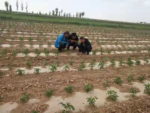 五原縣農(nóng)牧業(yè)技術(shù)推廣中心 技術(shù)賦能，為種植戶破解生產(chǎn)難題