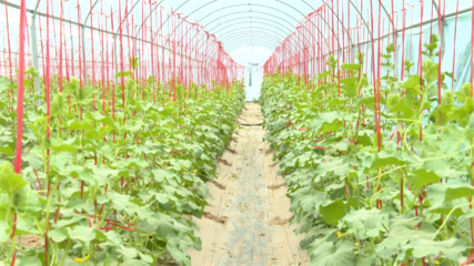 【鄉(xiāng)村行·看振興】高臺 科技賦能特色產(chǎn)業(yè) 繪就現(xiàn)代農(nóng)業(yè)新畫卷