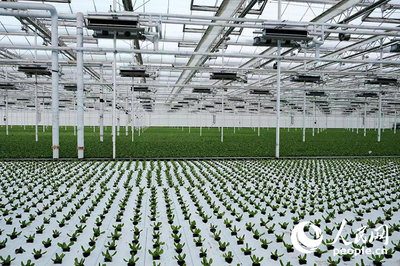 科技賦能農(nóng)業(yè) 楊凌示范區(qū)智慧農(nóng)業(yè)蔬菜基地引領(lǐng)種植技術(shù)新革命