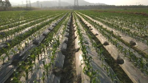 我國推進轉基因研發科企合作，農業種植技術升級引領養殖業格局重塑