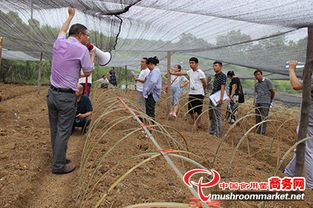 羊肚菌栽培技術(shù)培訓在湖北保興現(xiàn)代農(nóng)業(yè)科技園成功開班